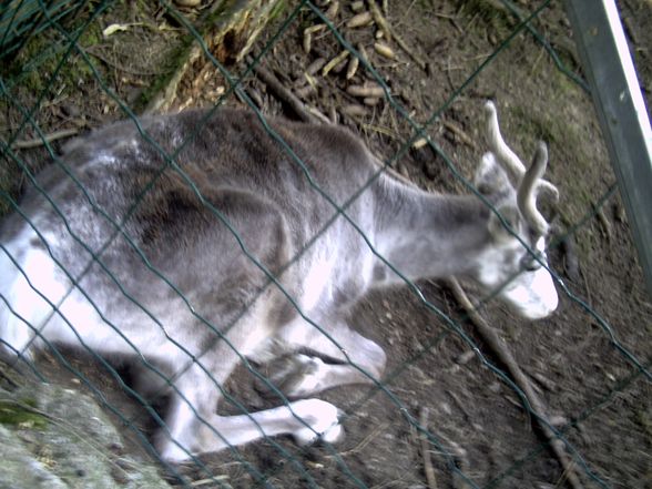 Freizeit- und Wildtierpark Enhagen - 