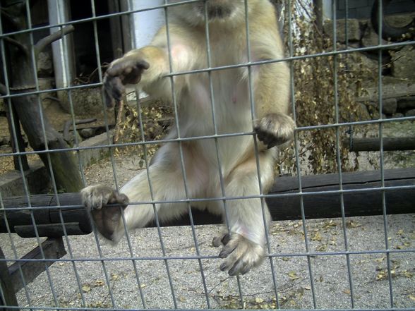 Freizeit- und Wildtierpark Enhagen - 