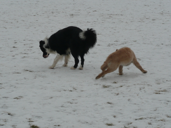 *Wuff Wuff* - 