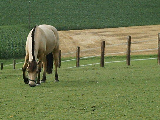 Mausbär und ein Wuschelohr! - 