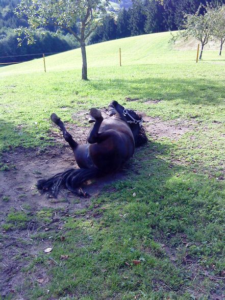 MeiiN kLeiinEs Pony.. R.I.P.. !!  - 