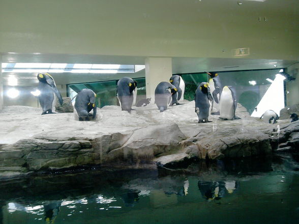 Tierpark Schönbrunn 27.6.2010 - 