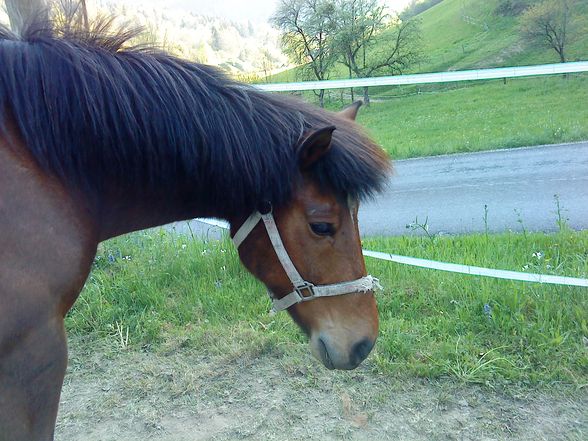 mei Pferdal und mei Kätzchen =) - 