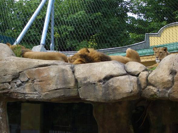 Tierpark Schönbrunn - 