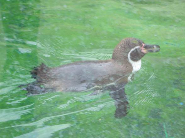 Tierpark Schönbrunn - 