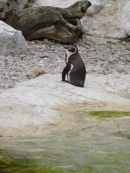 Tierpark Schönbrunn - 