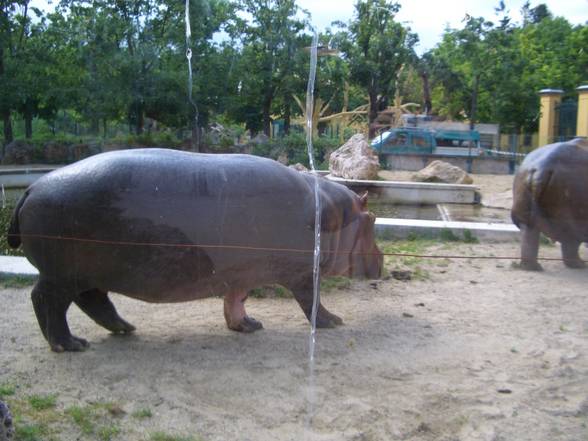 Tierpark Schönbrunn - 