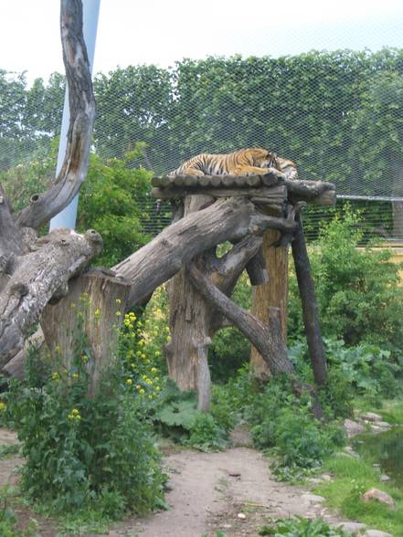 Tierpark Schönbrunn - 