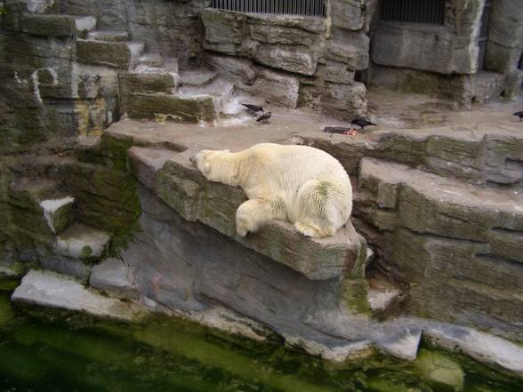 Tierpark Schönbrunn - 