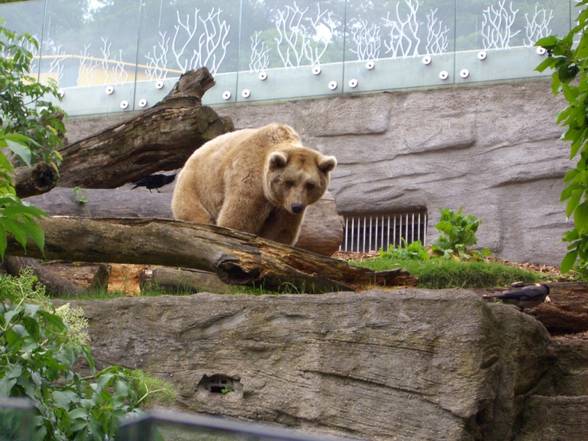 Tierpark Schönbrunn - 