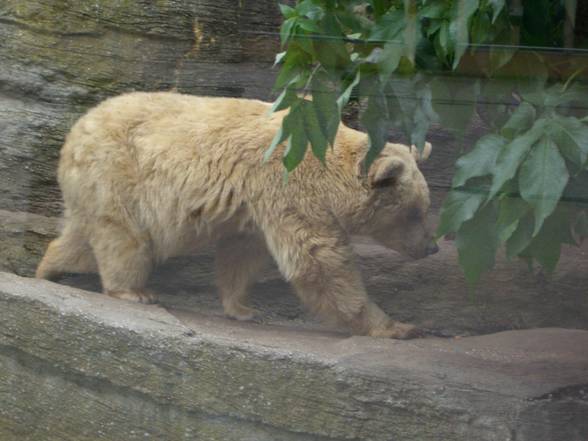 Tierpark Schönbrunn - 