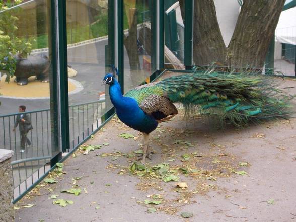 Tierpark Schönbrunn - 