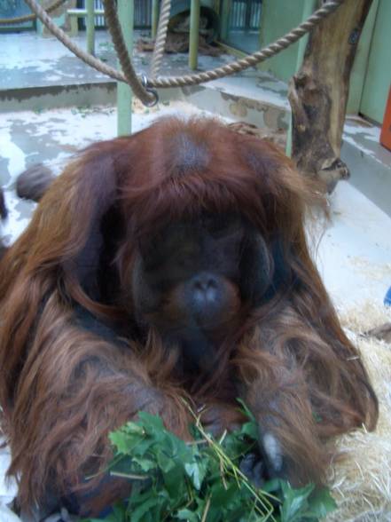 Tierpark Schönbrunn - 