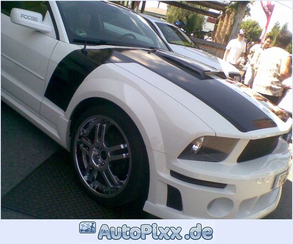 Shelby - 