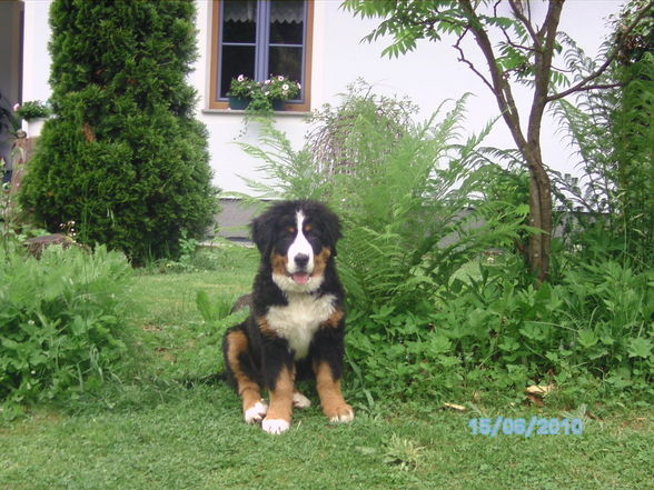 mei geila hund - 