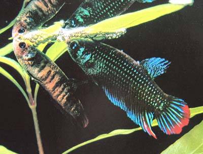 Betta smaragdina - 