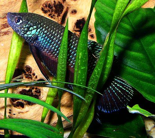 Betta smaragdina - 