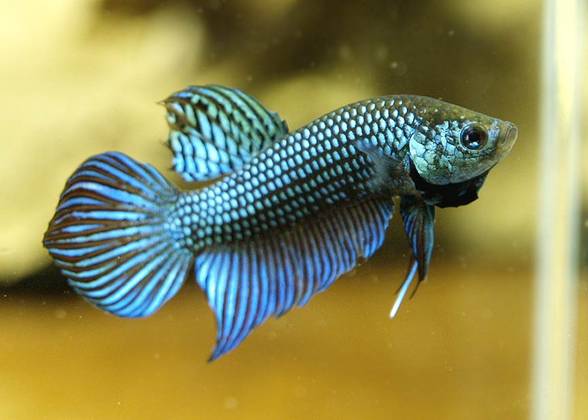 Betta smaragdina - 