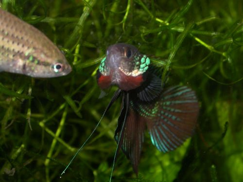 Betta smaragdina - 