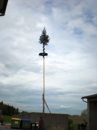 Maibaum aufstellen und aufpassen - 