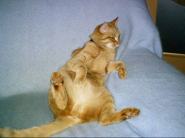 Garfield unser kleiner Schlawiner - 