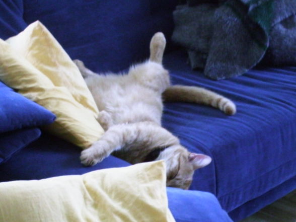 Garfield unser kleiner Schlawiner - 