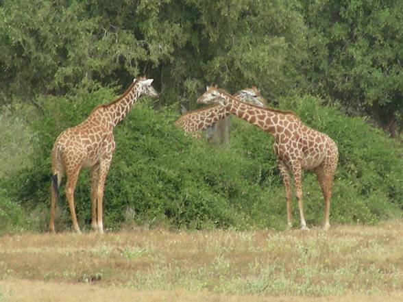 Kenia Woche 1 - 