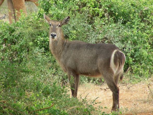 Kenia Woche 1 - 