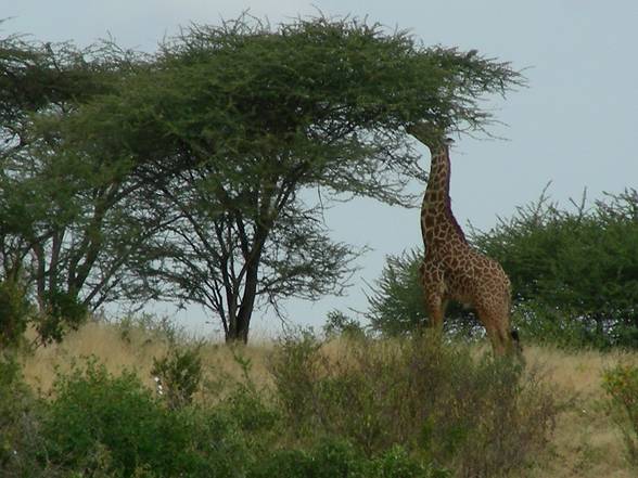 Kenia Woche 2+3 - 