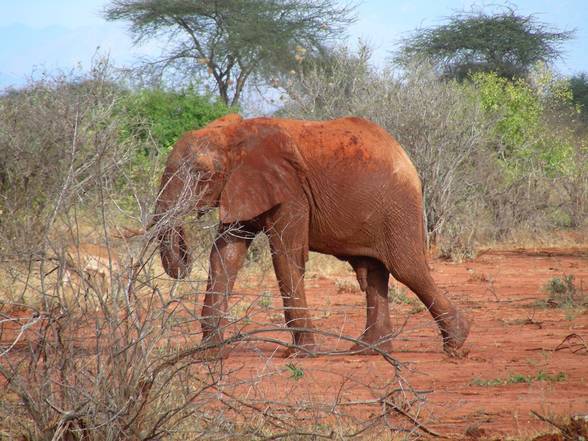 Kenia Woche 2+3 - 