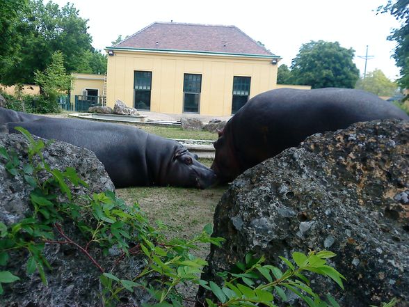 Schönbrunn - 