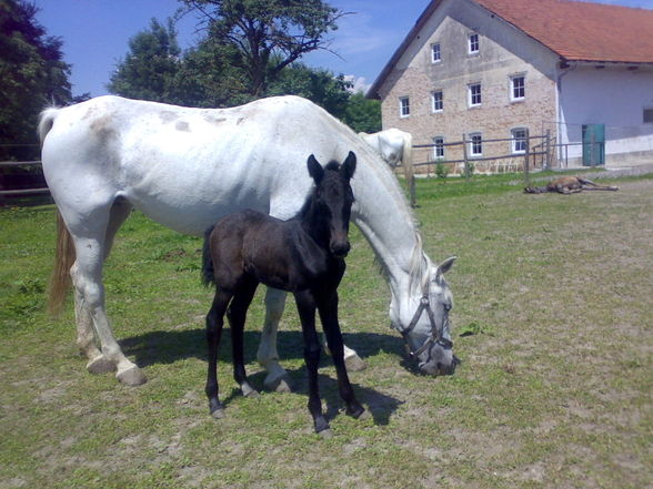 Reiten - 