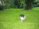 Unser Hund - 