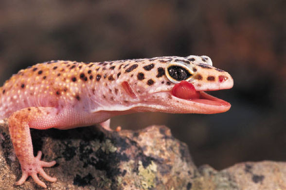 Leopardgeckos - 