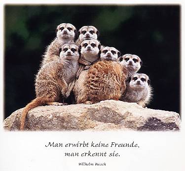 meine Friends - 