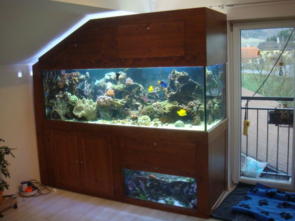 Mein Meerwasseraquarium - 