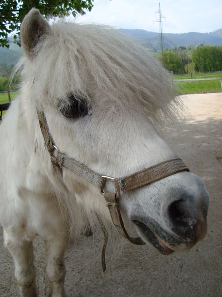 Sparr neu - 