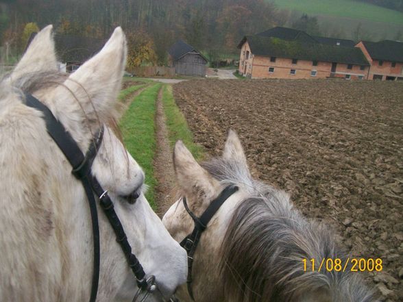 Pferdehof zur Welserheide! - 