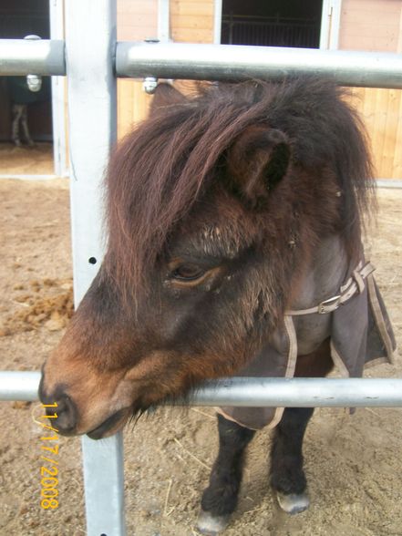 Pferdehof zur Welserheide! - 