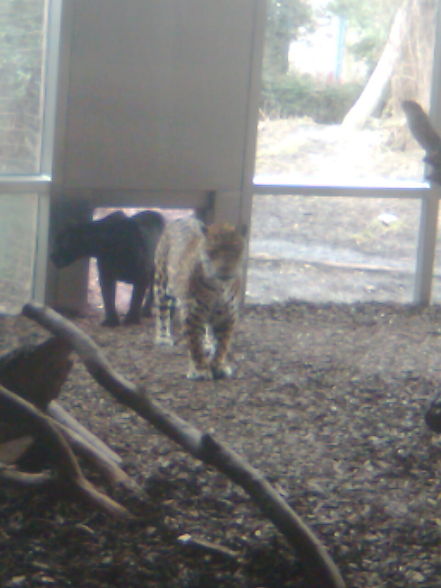 Tierpark Schönbrunn - 