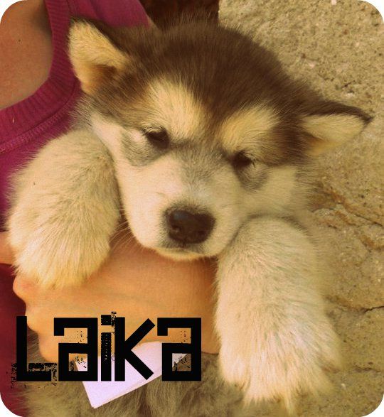 ?laika? 1-4 monat - 