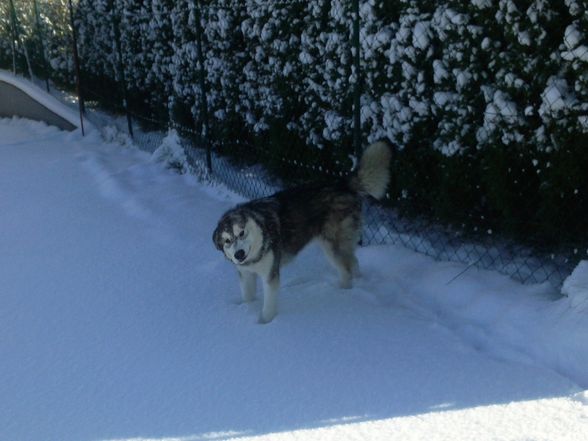 Laika`s 1 Winter ;) - 