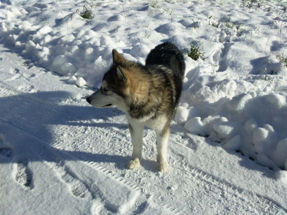 Laika`s 1 Winter ;) - 