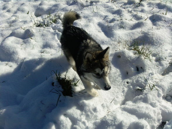 Laika`s 1 Winter ;) - 