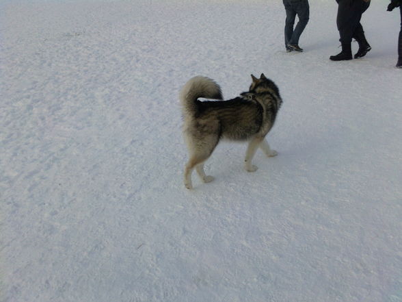 Laika`s 1 Winter ;) - 