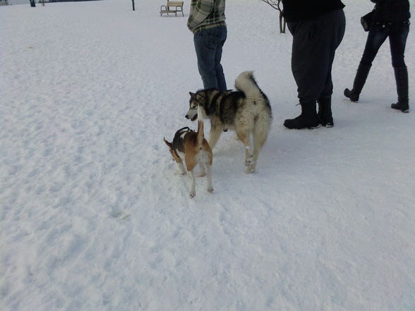 Laika`s 1 Winter ;) - 