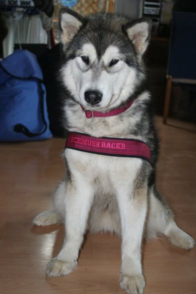 Geschirr/Halsband LAIKA - 