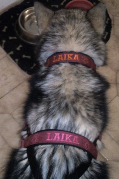 Geschirr/Halsband LAIKA - 