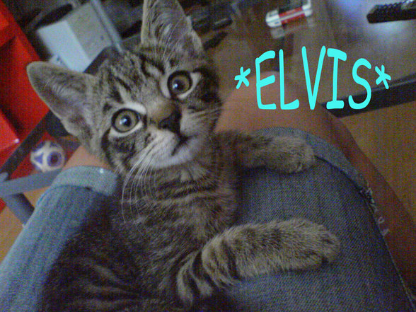 *MEINE BABYS ELVIS & JOHNNY!!!!* - 