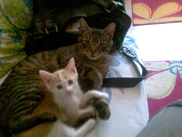 *MEINE BABYS ELVIS & JOHNNY!!!!* - 